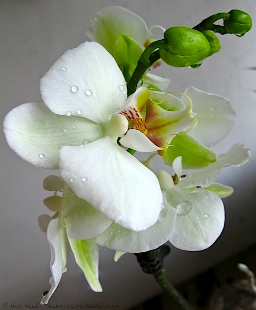 Purest-White-Moth-Orchid ⓒ-michaela-thegardenerseden.com_1