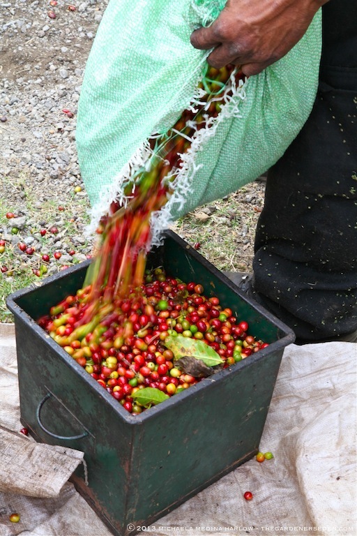 Bagged Beans - Finca Rosa Blanca ⓒ 2013 michaela medina harlow - thegardenerseden