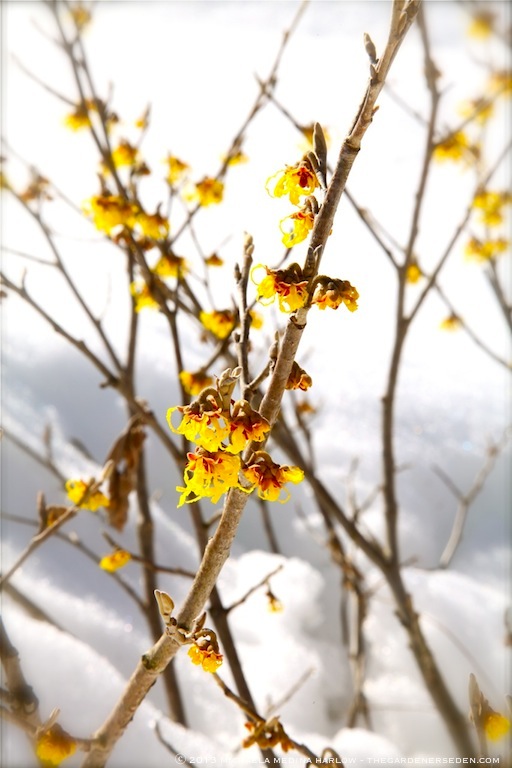 Hamamelis x intermedia 'Arnold's Promise' Blossoms in Snow ⓒ 2013 Michaela Medina Harlow - thegardenerseden
