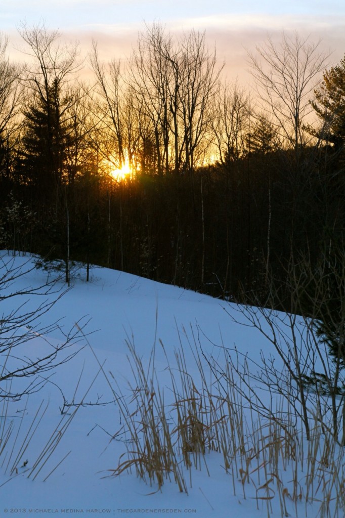 March Sunset in the Garden After the Storm ⓒ 2013 michaela medina - thegardenerseden.com