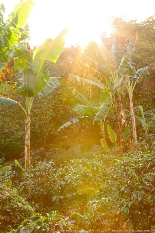 Permaculture at Finca Rosa Blanca's Organic Coffee Plantation ⓒ 2013 michaela medina harlow - thegardenerseden