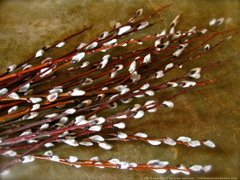 Pussy Willow Bundles ⓒ 2013 Michaela Medina Harlow - thegardenerseden.comjpg