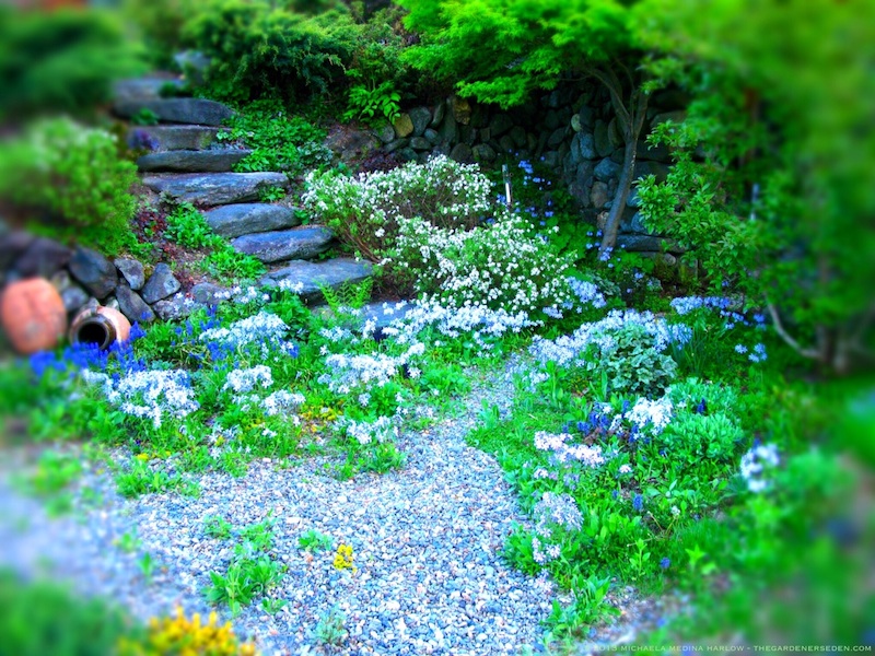 Spring Along the Secret Garden Path ⓒ Michaela Medina Harlow - thegardenerseden.com
