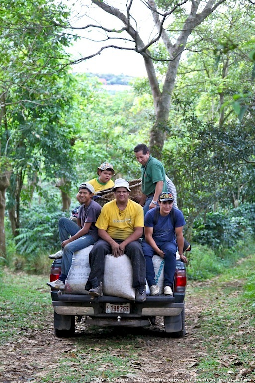 The Harvest Crew at Finca Rosa Blanca Plantation ⓒ 2013 michaela medina harlow - thegardenerseden