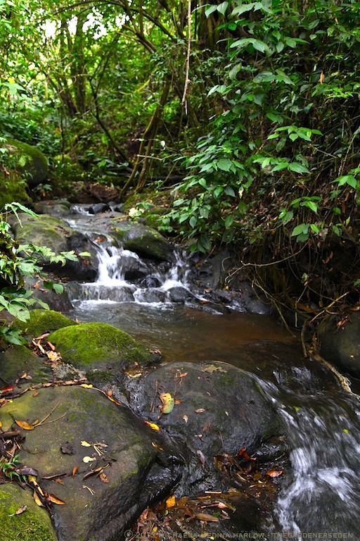 Trail Through the Coffee Plantation at Finca Rosa Blanca, Costa Rica ⓒ 2013 michaela medina harlow - thegardenerseden