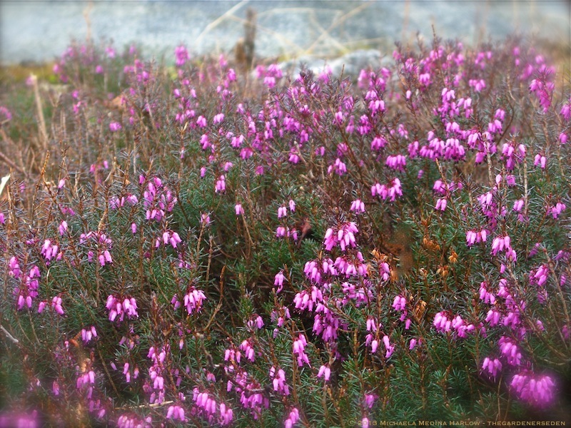 Spring Heath (Erica carnea) ⓒ michaela medina harlow - thegardenerseden