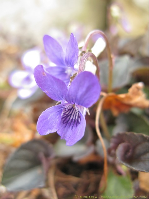 Viola-labradorica-ⓒ-michaela-thegardenerseden