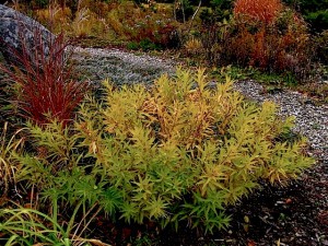 Amsonia tabermontana. : Autumn leaf color in garden setting â“’ Michaela at TGE