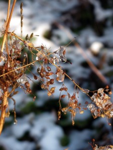 Heuchera seed in ice - November â“’ Michaela at TGE
