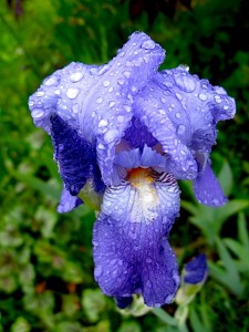 Iris with rain drops â“’ Michaela at TGE