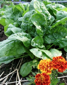 compost-marigold-spinach