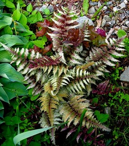japanese-painted-fern