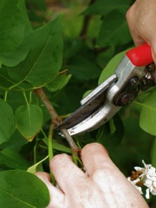 lilac-pruning-one1