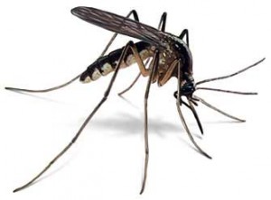 nasty-mosquitoes