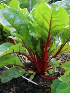 red-chard