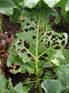 slug-damage-on-broccoli-severe