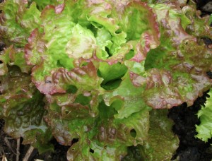 slug-damage-on-lettuce