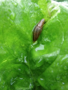 slug-on-spinach