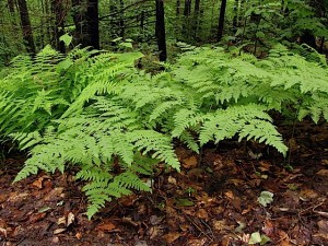 natural-grouping-of-bracken-fern-at-ferncliff