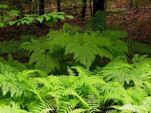 natural-grouping-of-hay-scented-bracken-and-interrupted-fern-at-ferncliff