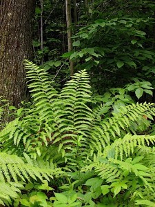 naturally-occuring-ostrich-fern-at-ferncliff