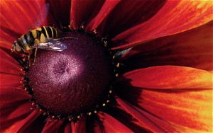 honey bee / rudbeckia / late summer