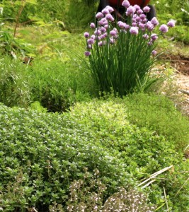 herbs in the garden