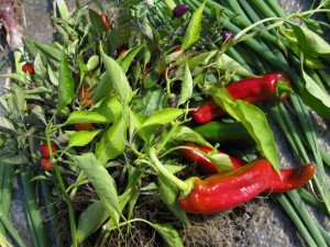 hungarian peppers and scallions