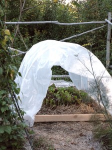 Hoop house with baby greens and chard