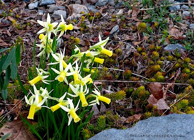 To Plant A Garden Is To Believe In The Promise Of Tomorrow The Gardener S Eden