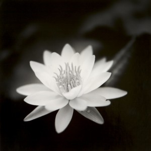 Ronald Cowie Water Lily