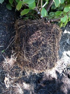 teased root ball