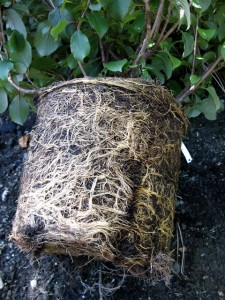 unteased root ball