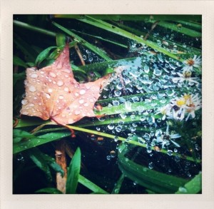 Bill Dwight - leaf and raindrops