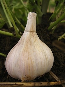 Continental Garlic