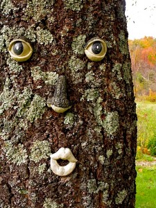 Holzapfel tree face