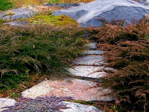 Microbiota, Thyme, Moss, Path to Northwest meadow in autumn