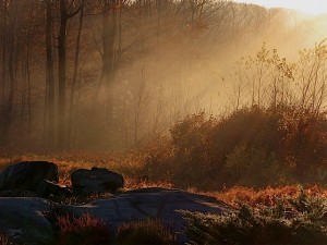 Morning Light at the edge of the forest