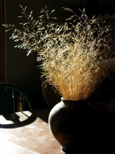 Native Hair Grass