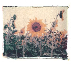 SunflowerOrvieto2ALM