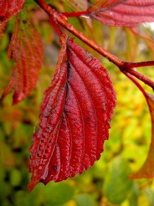 Viburnum bodnantense 'Dawn' autumn color, companion Lindera benzoin