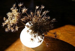 dried queen annes lace
