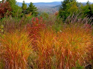 flame grass at edge of north garden : meadow edge 2