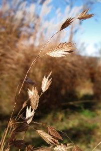 oat grass with blue sky in meadow