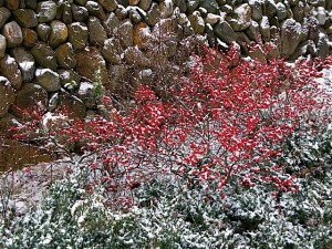 Ilex verticillata and Juniperus chinensis 'Sargentii' dusted in snow