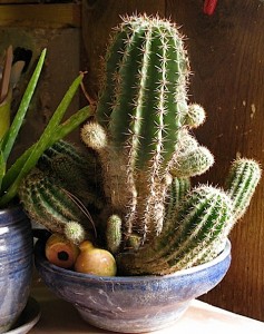 Virginia Wyoming flower pot with cactus