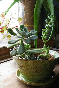 Virginia Wyoming flower pot with succulents on studio windowsill
