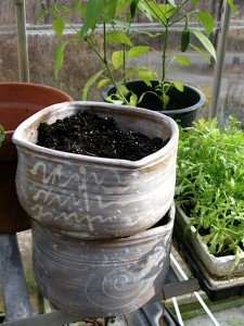 Virginia Wyoming, greenhouse pots