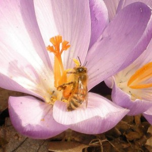HoneybeeCrocus