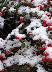 cotoneaster in snow